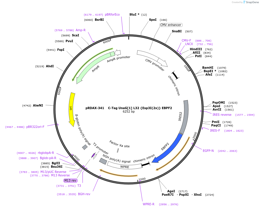 129844-plasmid-map-sequence-id-249222
