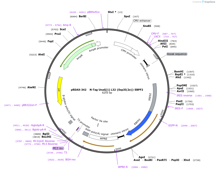 129845-plasmid-map-sequence-id-249223