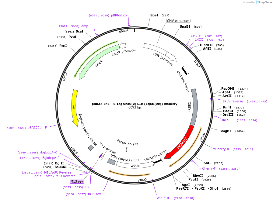 129846-plasmid-map-sequence-id-249224