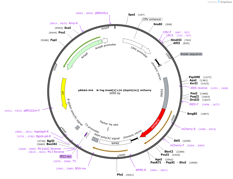 129847-plasmid-map-sequence-id-249225