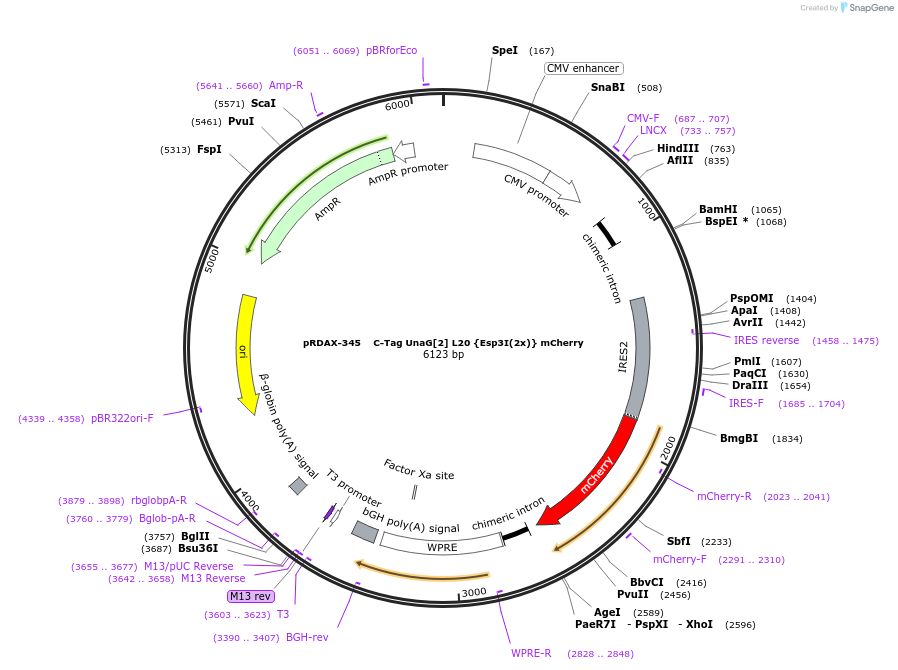129848-plasmid-map-sequence-id-249226