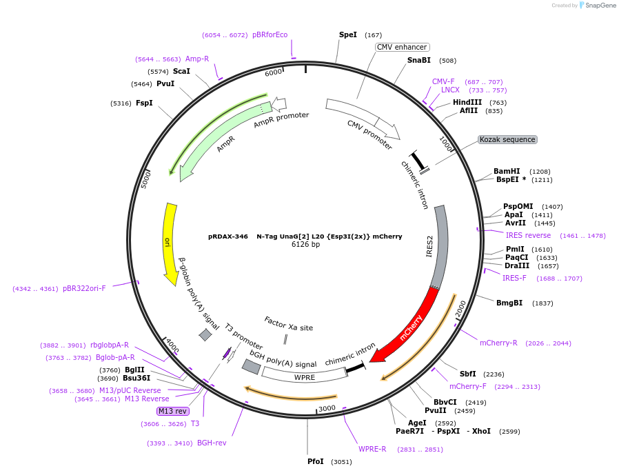 129849-plasmid-map-sequence-id-249227