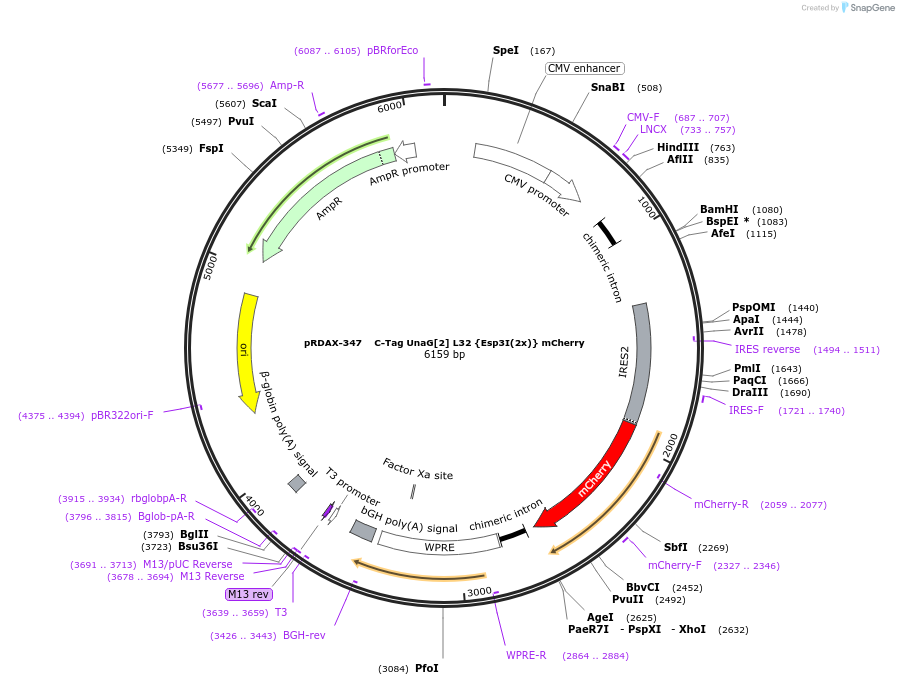 129850-plasmid-map-sequence-id-249228