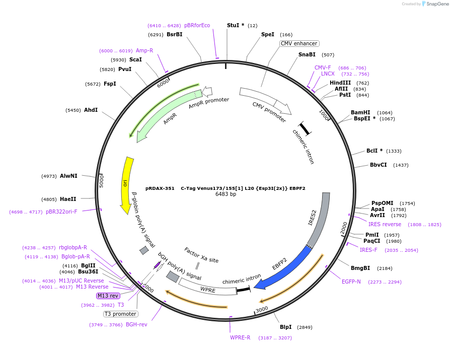129854-plasmid-map-sequence-id-249232