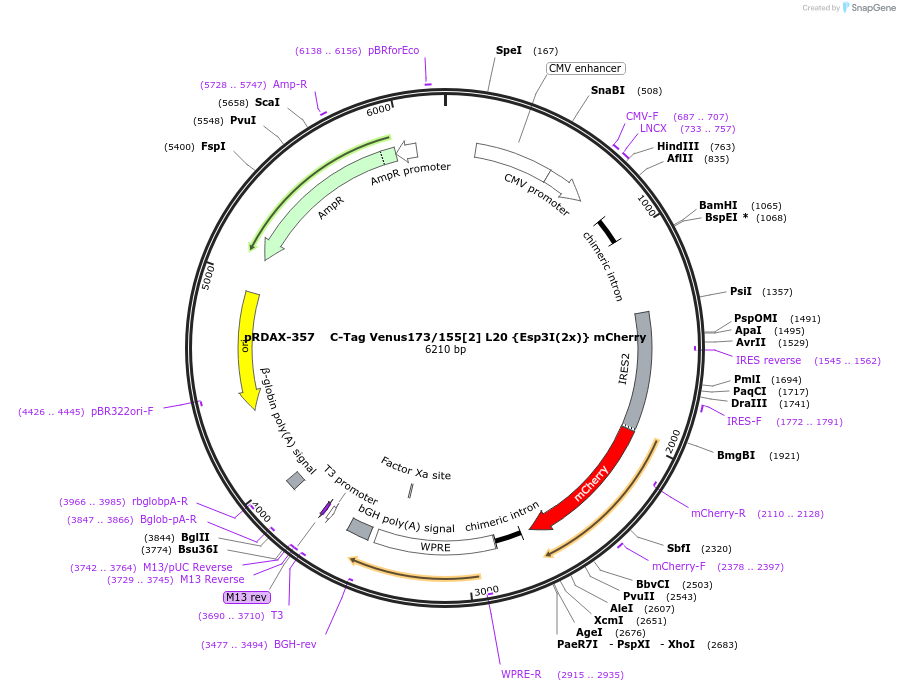 129860-plasmid-map-sequence-id-249238