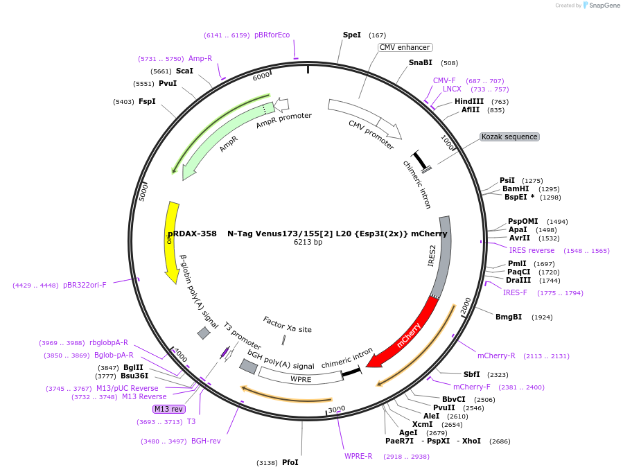 129861-plasmid-map-sequence-id-249239