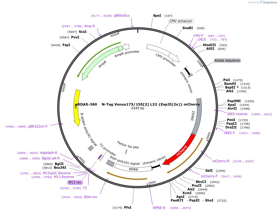 129863-plasmid-map-sequence-id-249241