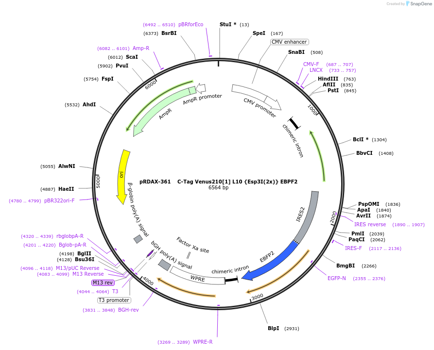 129864-plasmid-map-sequence-id-249242