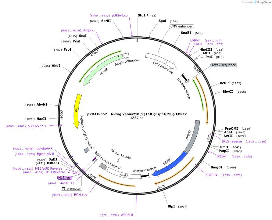 129865-plasmid-map-sequence-id-249243