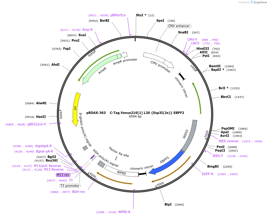 129866-plasmid-map-sequence-id-249244