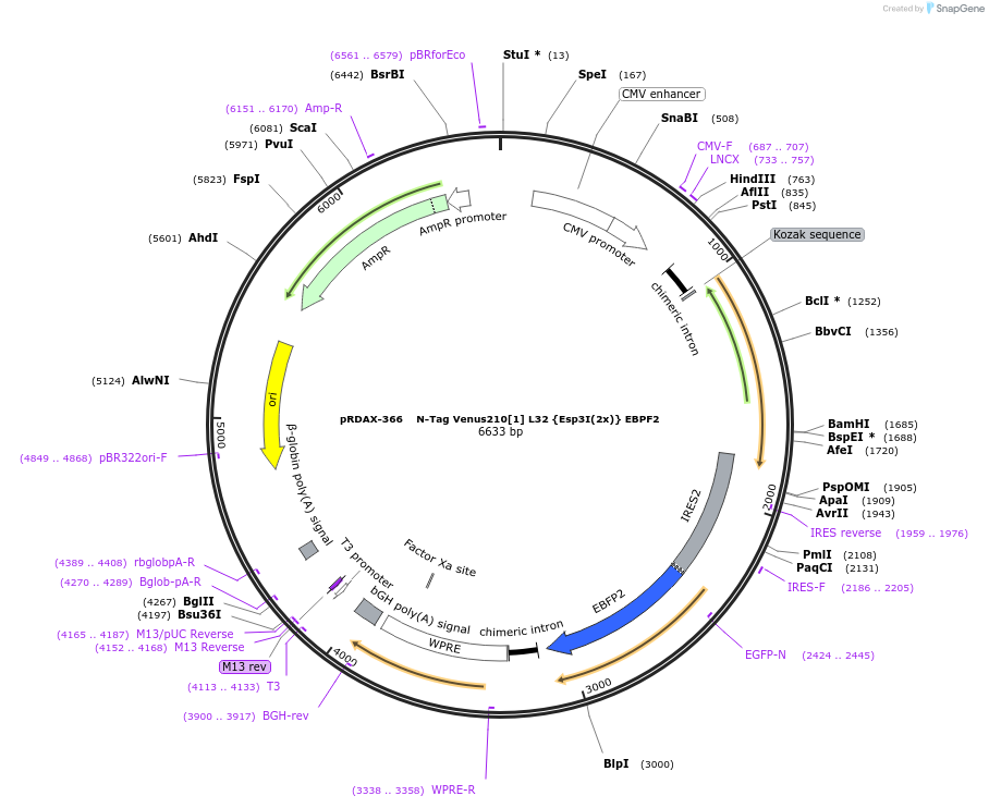 129869-plasmid-map-sequence-id-249247