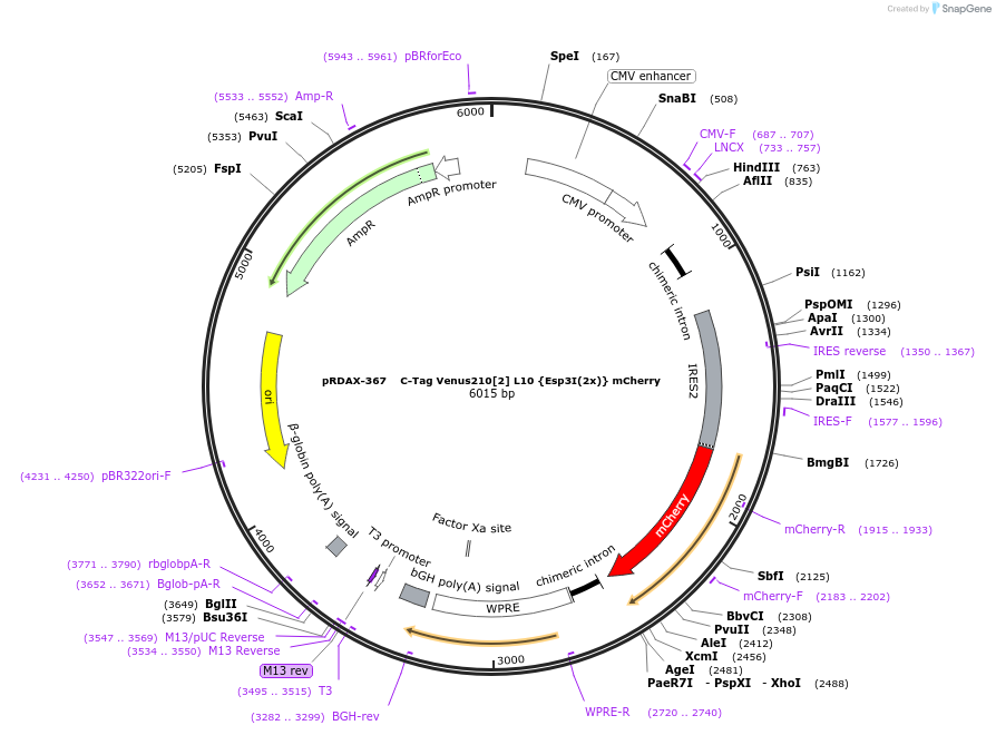 129870-plasmid-map-sequence-id-249248