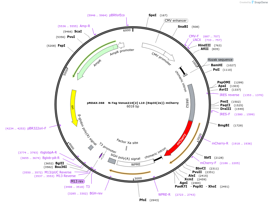 129871-plasmid-map-sequence-id-249249