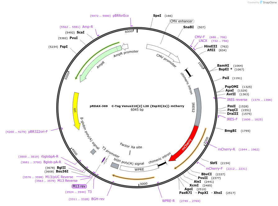 129872-plasmid-map-sequence-id-249250