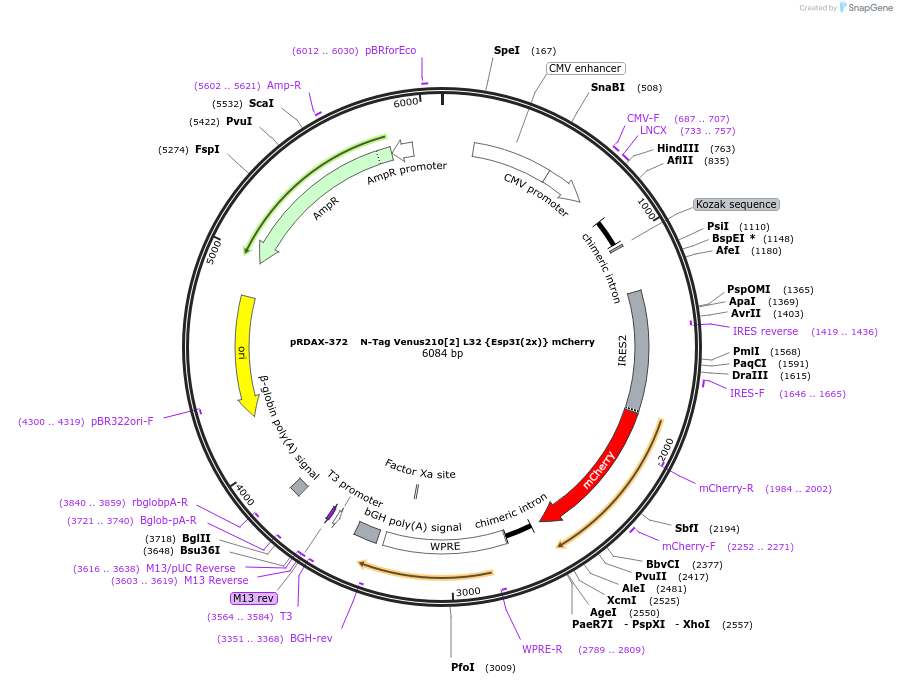 129875-plasmid-map-sequence-id-249253