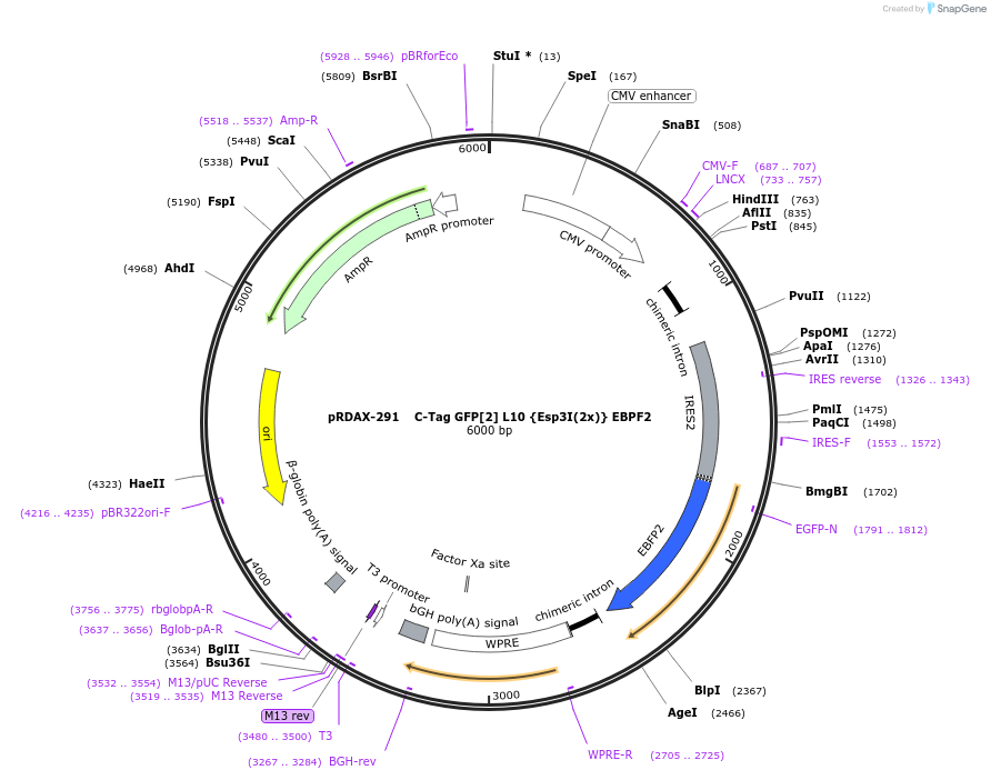 129876-plasmid-map-sequence-id-249254