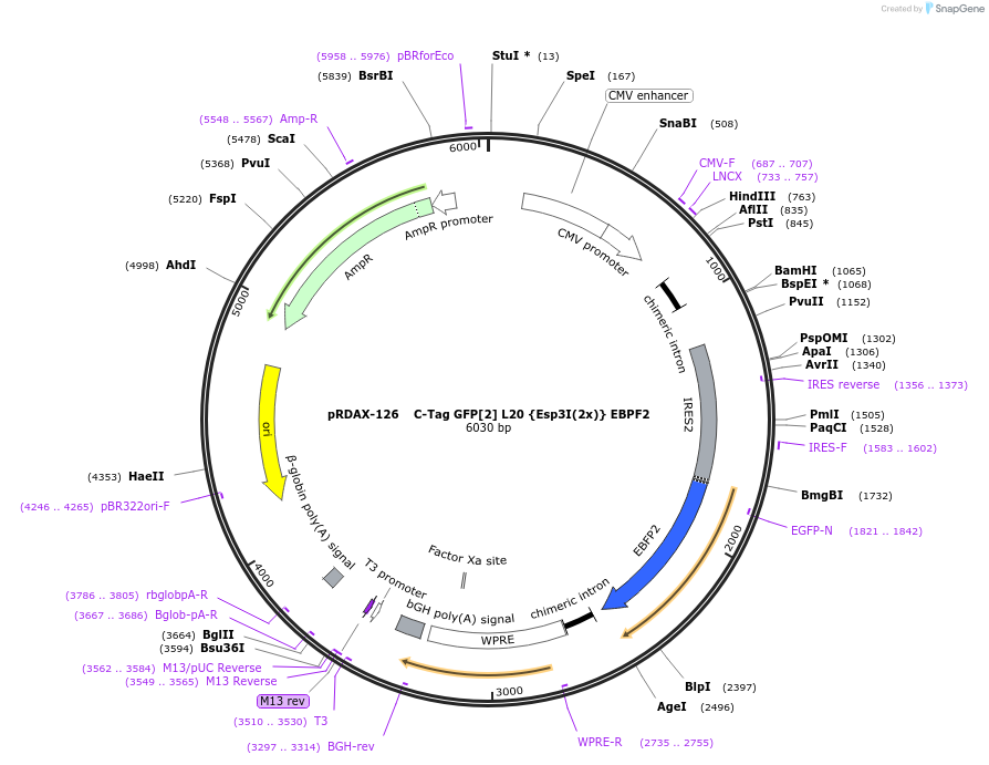 129878-plasmid-map-sequence-id-249256