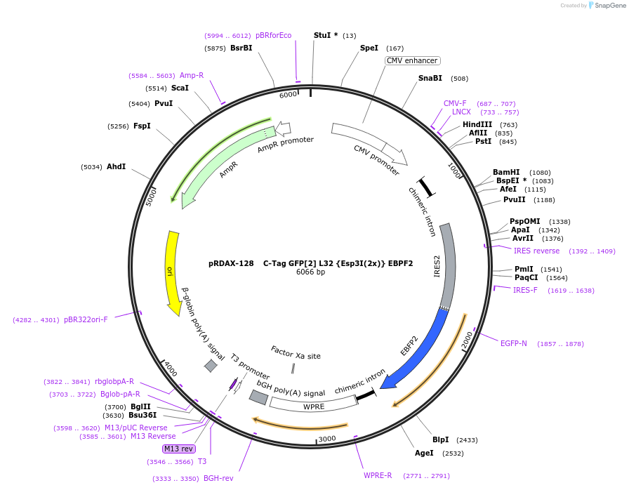 129880-plasmid-map-sequence-id-249258