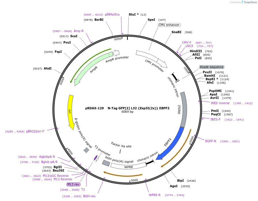 129881-plasmid-map-sequence-id-249259
