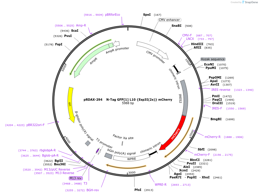 129883-plasmid-map-sequence-id-249261