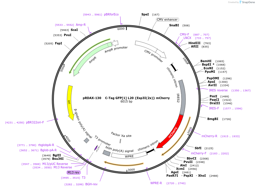 129884-plasmid-map-sequence-id-249262