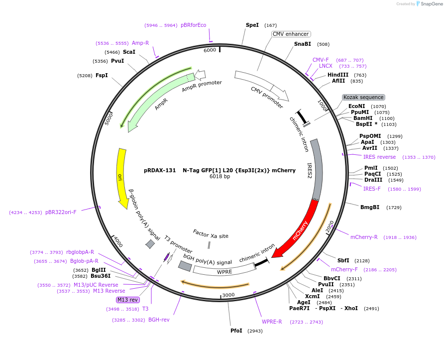 129885-plasmid-map-sequence-id-249263