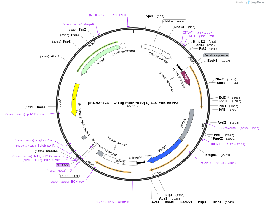 129888-plasmid-map-sequence-id-249266