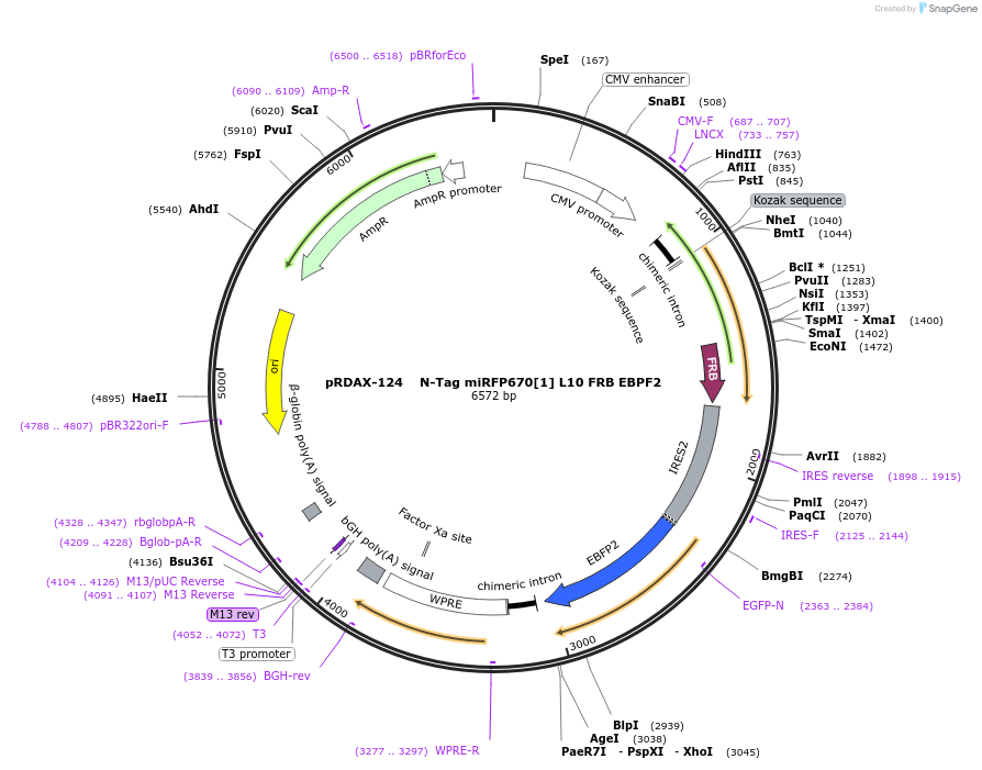 129889-plasmid-map-sequence-id-249267