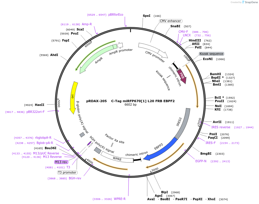 129890-plasmid-map-sequence-id-249268