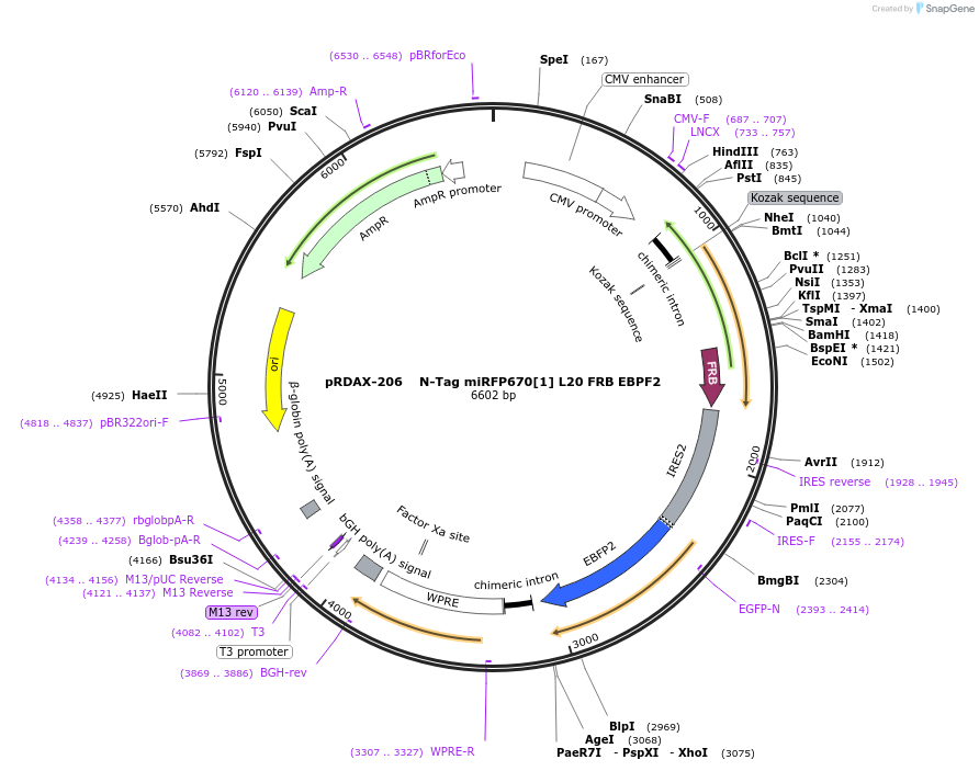 129891-plasmid-map-sequence-id-249269