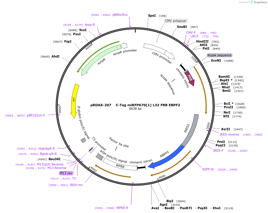 129892-plasmid-map-sequence-id-249270