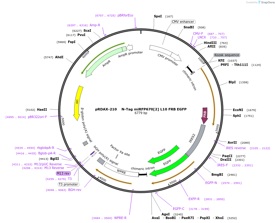 129895-plasmid-map-sequence-id-249273