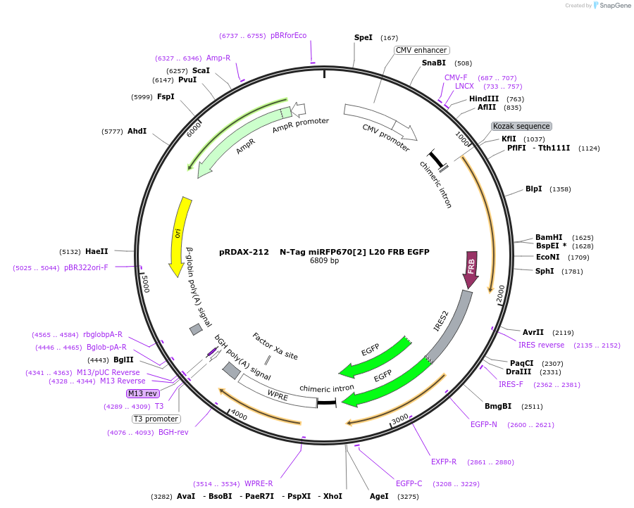 129897-plasmid-map-sequence-id-249275