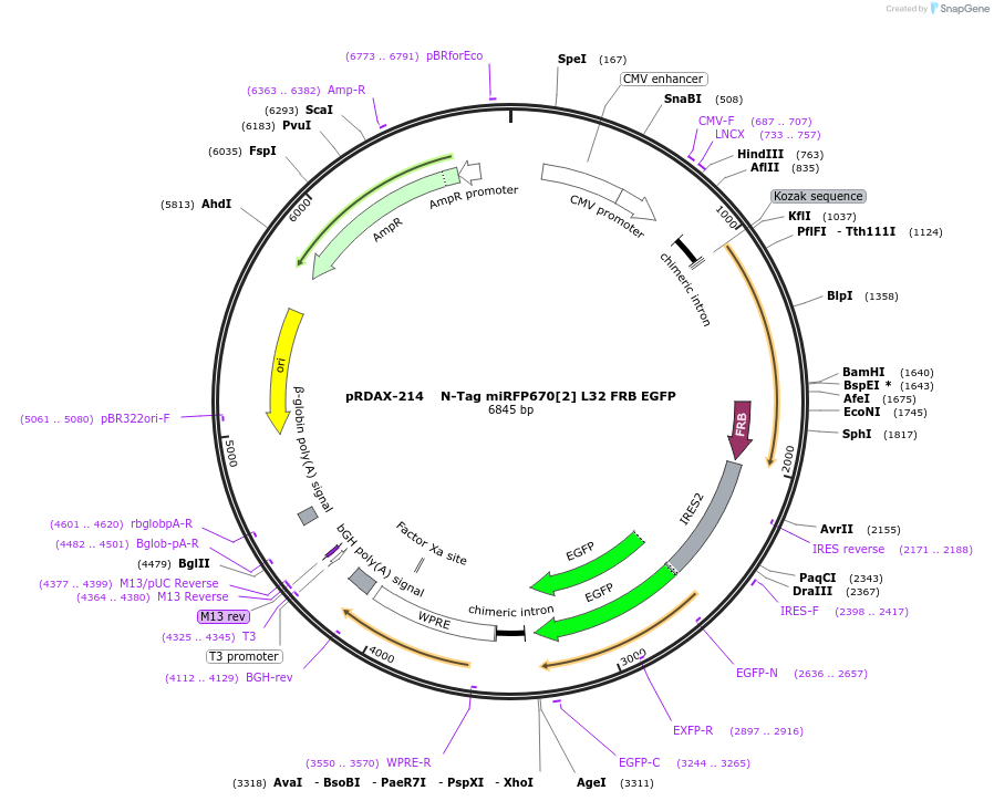 129899-plasmid-map-sequence-id-249277