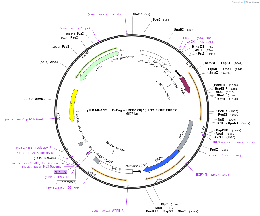 129904-plasmid-map-sequence-id-249282