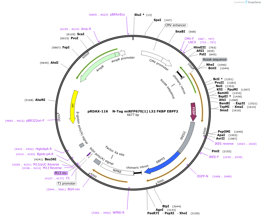 129905-plasmid-map-sequence-id-249283