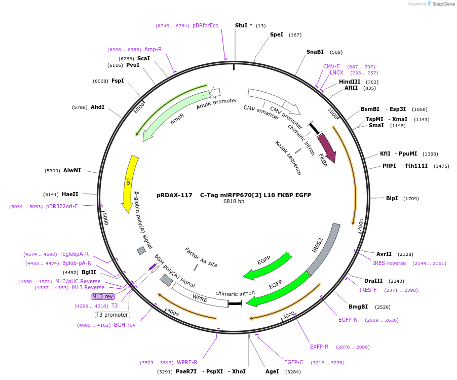 129906-plasmid-map-sequence-id-249284