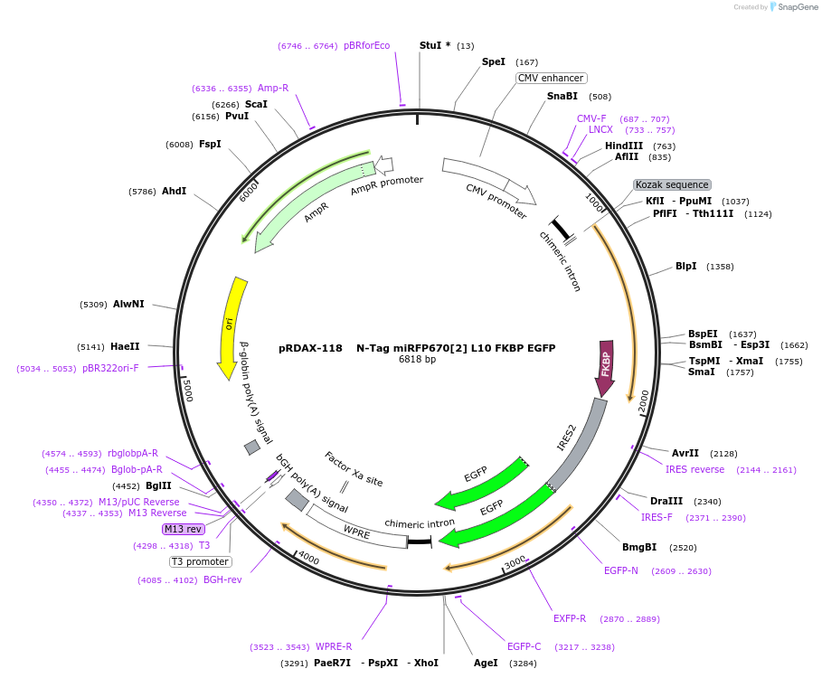 129907-plasmid-map-sequence-id-249285