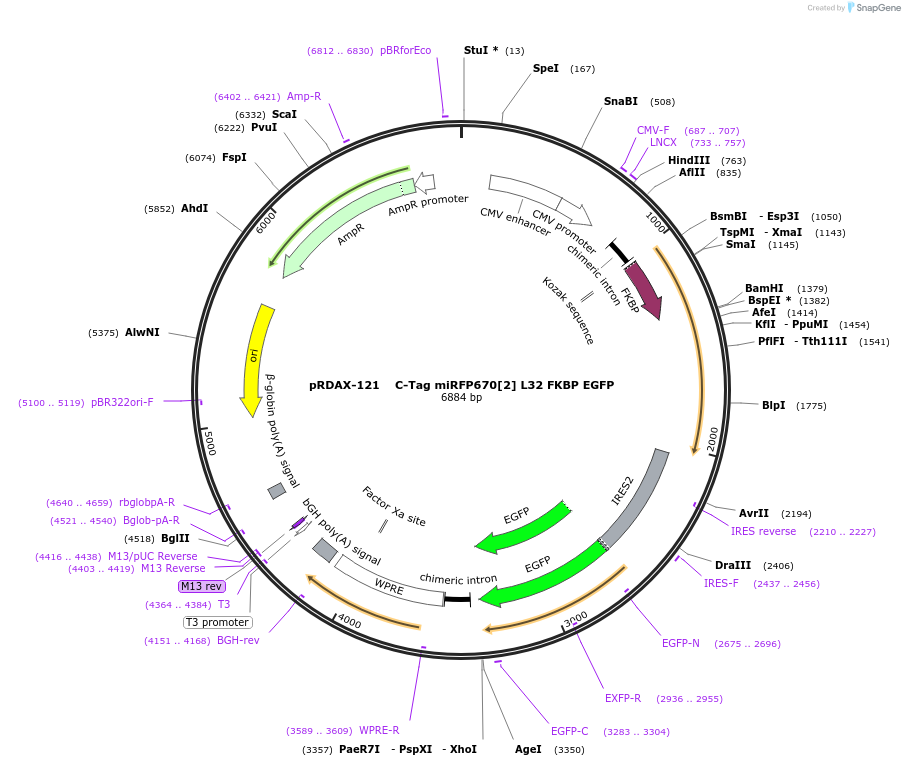 129910-plasmid-map-sequence-id-249288