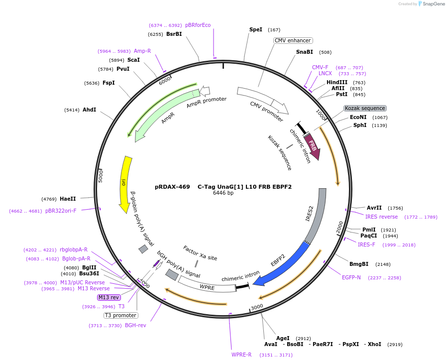 129912-plasmid-map-sequence-id-249290