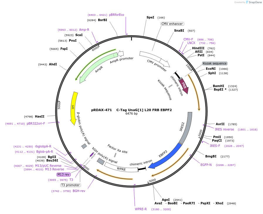 129914-plasmid-map-sequence-id-249292