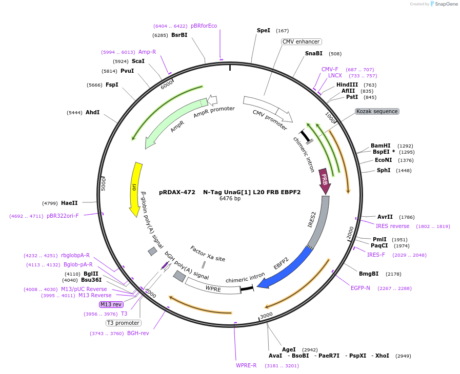 129915-plasmid-map-sequence-id-249293