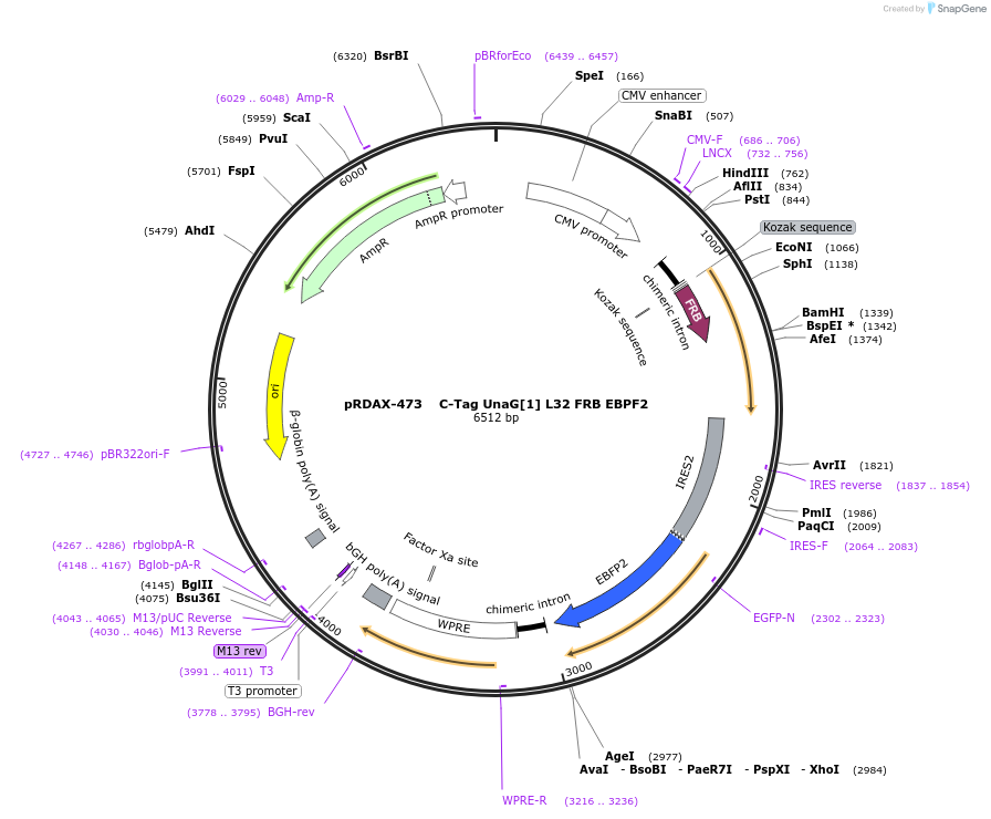 129916-plasmid-map-sequence-id-249294