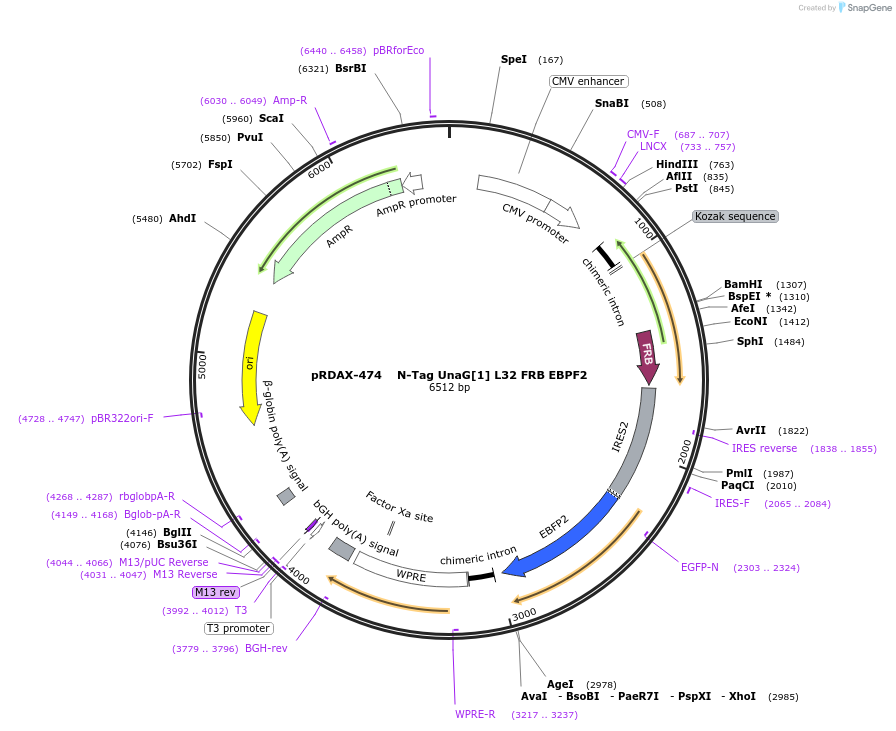129917-plasmid-map-sequence-id-249295