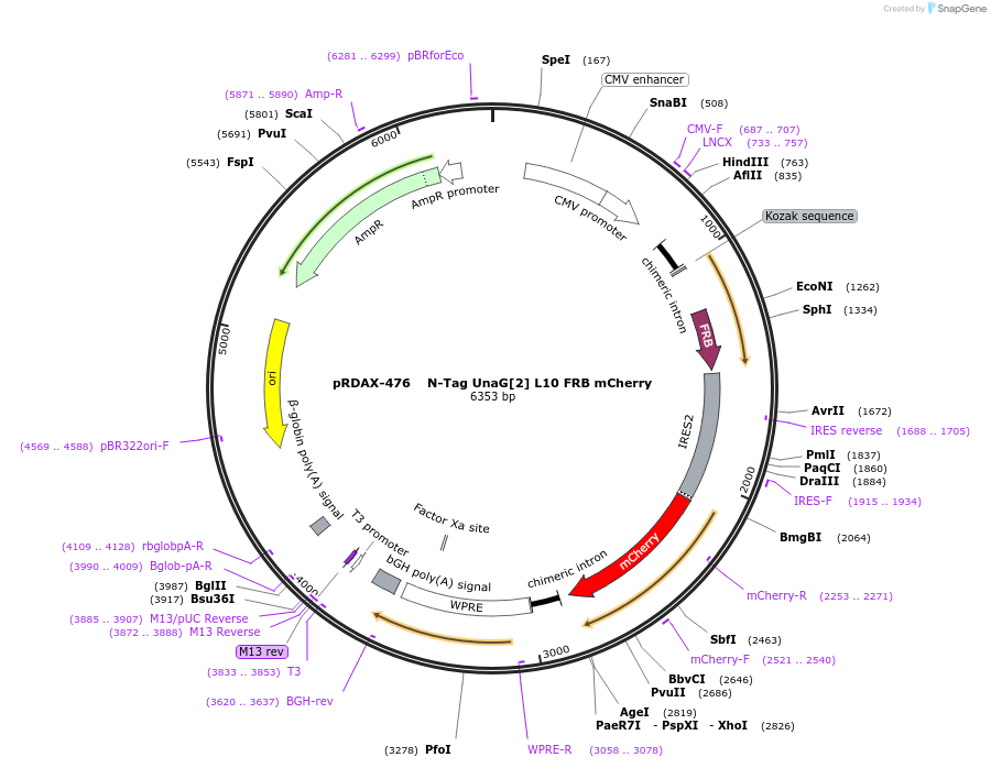 129919-plasmid-map-sequence-id-249297