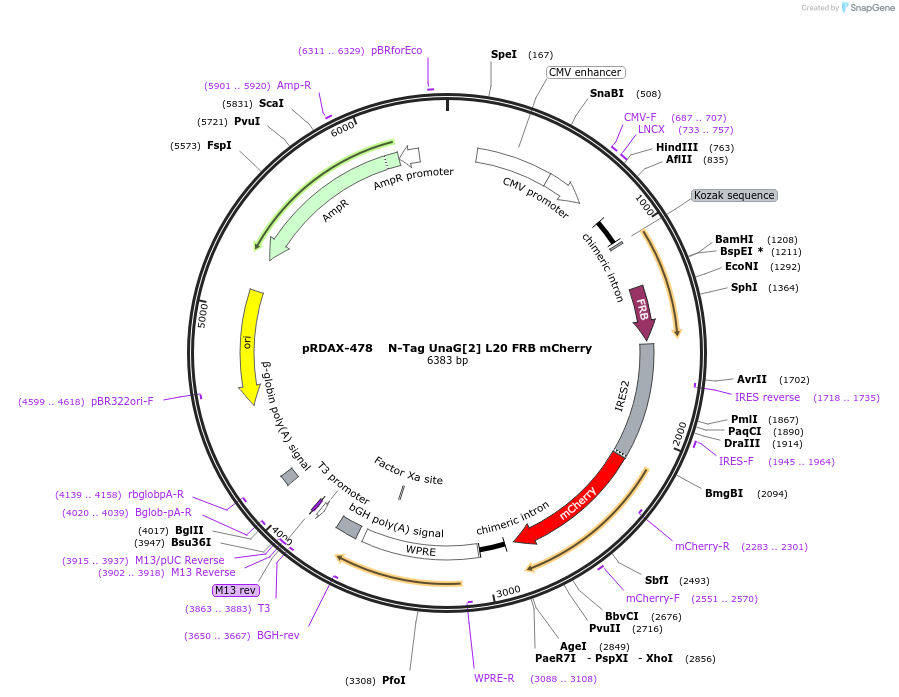129921-plasmid-map-sequence-id-249299