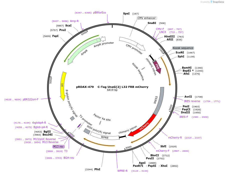 129922-plasmid-map-sequence-id-249300