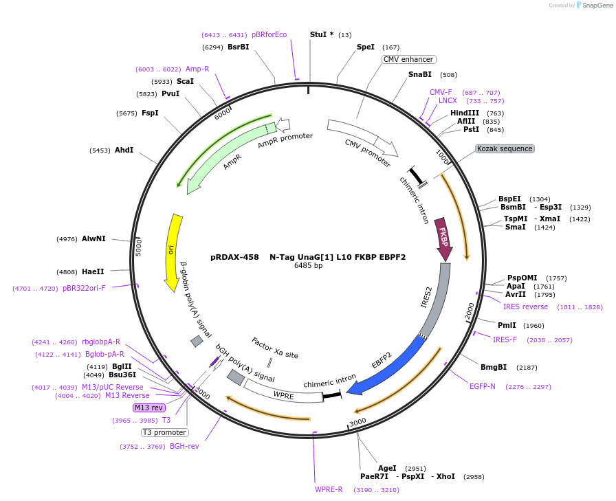 129925-plasmid-map-sequence-id-249303