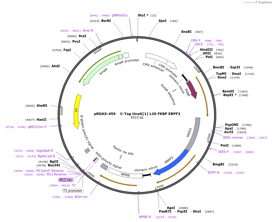 129926-plasmid-map-sequence-id-249304