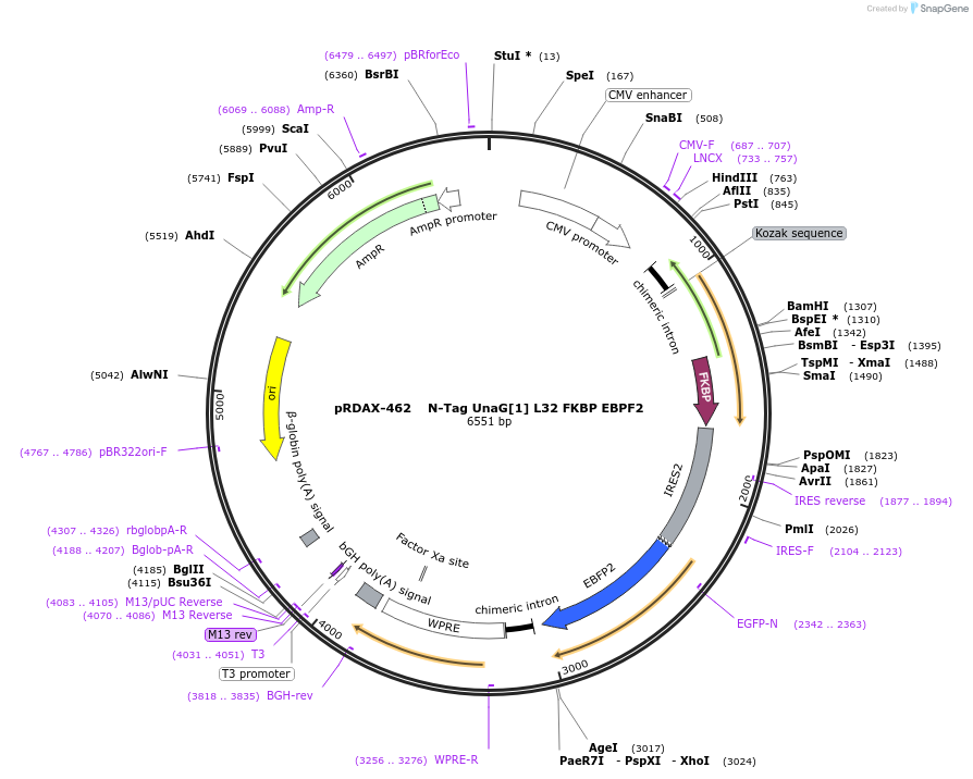 129929-plasmid-map-sequence-id-249307